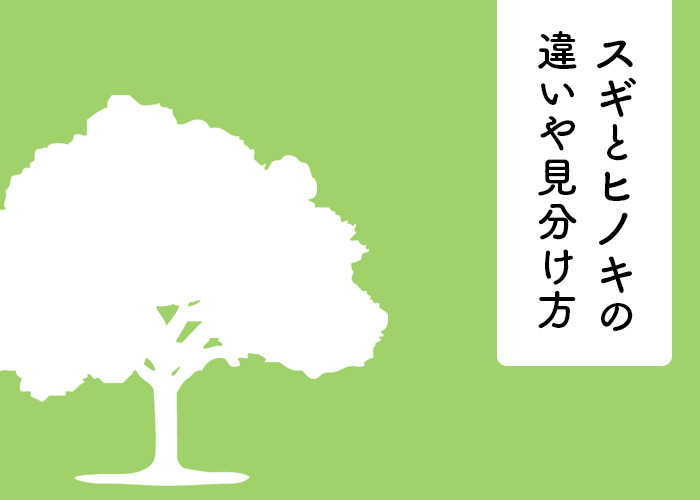 スギとヒノキの違いや見分け方を解説します! | 株式会社三浦建設